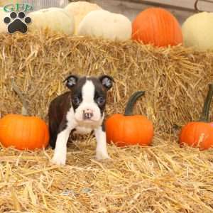 Jasper, Boston Terrier Puppy